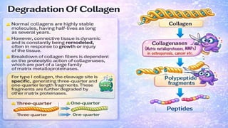 Comprehensive Overview of Collagen: Structure, Biosynthesis, Types, and ...