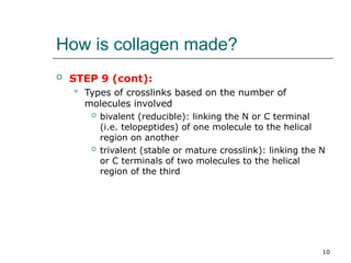 collagen synthesis methods in leather processing | PPT