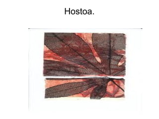 Hostoa.

 