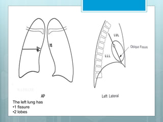 The left lung has •1 fissure 
•2 lobes 
The left lung has 
•1 fissure 
•2 lobes 
 