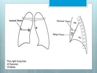 The right lung has 
The right lung has 
•2 fissures 
•3 lobes 
 