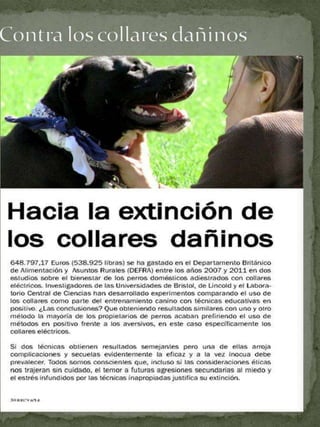 Contra los Collares dañinos - Emma infante Derecho animal y sociedad www.futuranimal.org