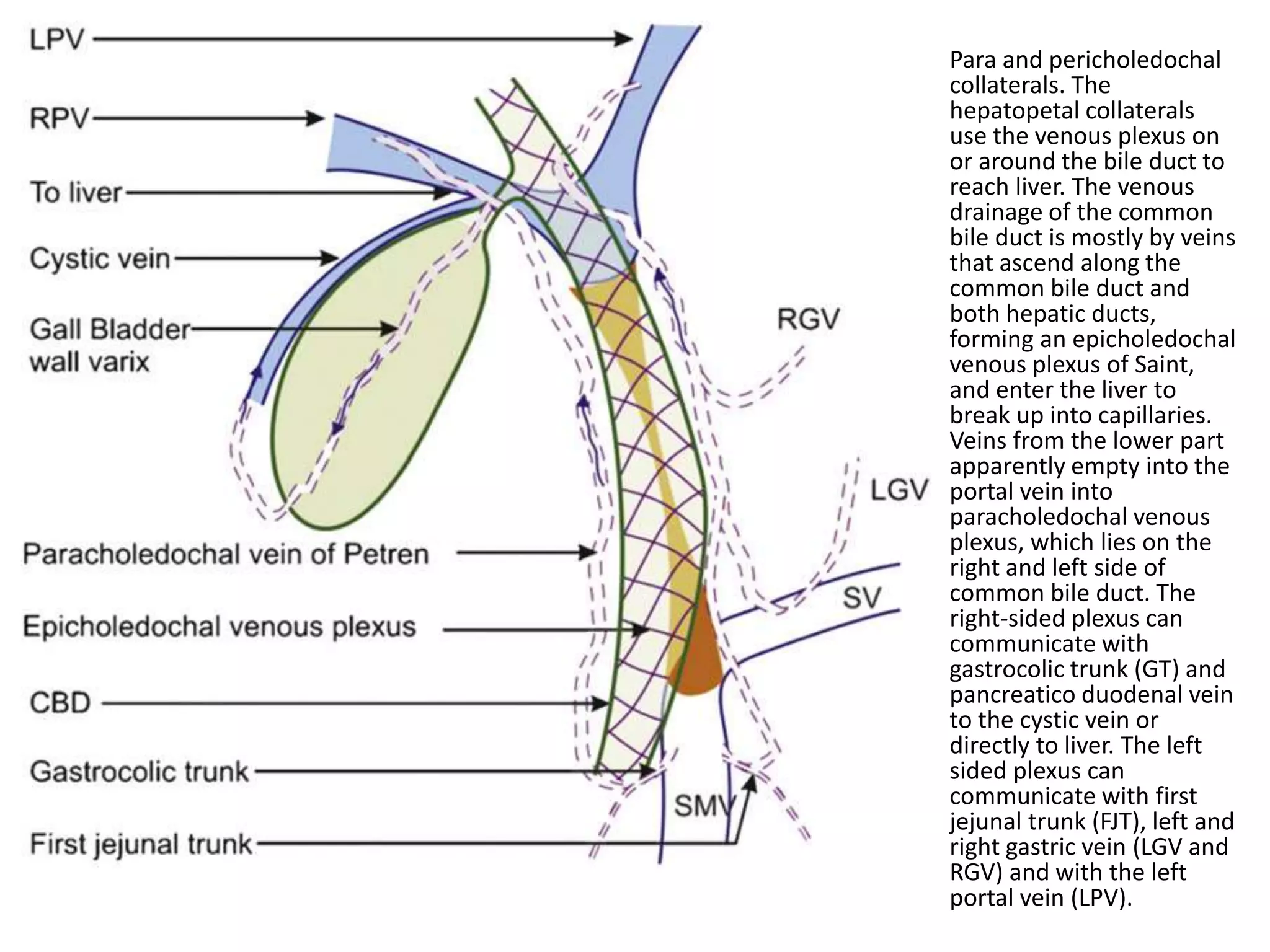 • Para and pericholedochal
collaterals. The
hepatopetal collaterals
use the venous plexus on
or around the bile duct to
reach liver. The venous
drainage of the common
bile duct is mostly by veins
that ascend along the
common bile duct and
both hepatic ducts,
forming an epicholedochal
venous plexus of Saint,
and enter the liver to
break up into capillaries.
Veins from the lower part
apparently empty into the
portal vein into
paracholedochal venous
plexus, which lies on the
right and left side of
common bile duct. The
right-sided plexus can
communicate with
gastrocolic trunk (GT) and
pancreatico duodenal vein
to the cystic vein or
directly to liver. The left
sided plexus can
communicate with first
jejunal trunk (FJT), left and
right gastric vein (LGV and
RGV) and with the left
portal vein (LPV).
 