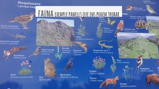 fauna exemplepanellsqueenspodemtrobar
 