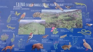 fauna exemplepanellsqueenspodemtrobar
 