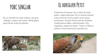 PORCSENGLAR ElxoriguerPetit
S’alimenta d’insectes. Es un falcó de mida
petita, ungles blanques. És un animal colonial,
a les zones de cria es poden reunir grups
nombrosos. Ocupen forats sota les teulades
d’edificacions velles i abandonades. Són
migradors, passen la tardor - hivern a l’Àfrica i
arriben a la primavera per reproduir-se.
És un mamífer de mida mitjana, cap gros
i allargat, i potes molt curtes. Menja glans,
apart de les arrels de plantes.
 