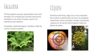 Falguera
Primera planta vascular colonitzadora del medi
terrestre. Es composa per rizomes (estructura
semblant a una arrel), frondes i pecíol. Es
reprodueix per espores.
Propietats: antihemorràgica i diurètica. Reté bé
l’orina i tracta la celulitis.
Líquen
Simbiosi entre fong i alga. És un bon indicador
del nivell de contaminació de l’aire, té propietats
medicinals contra cremades i ferides superficials
i apareix en el càncer del tomàquet i fulles de
planta de tabac.
 
