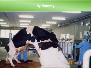Collection and preservation of bull semen | PPTX