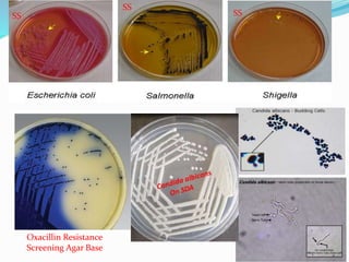 Oxacillin Resistance
Screening Agar Base
SS
SS
SS
 