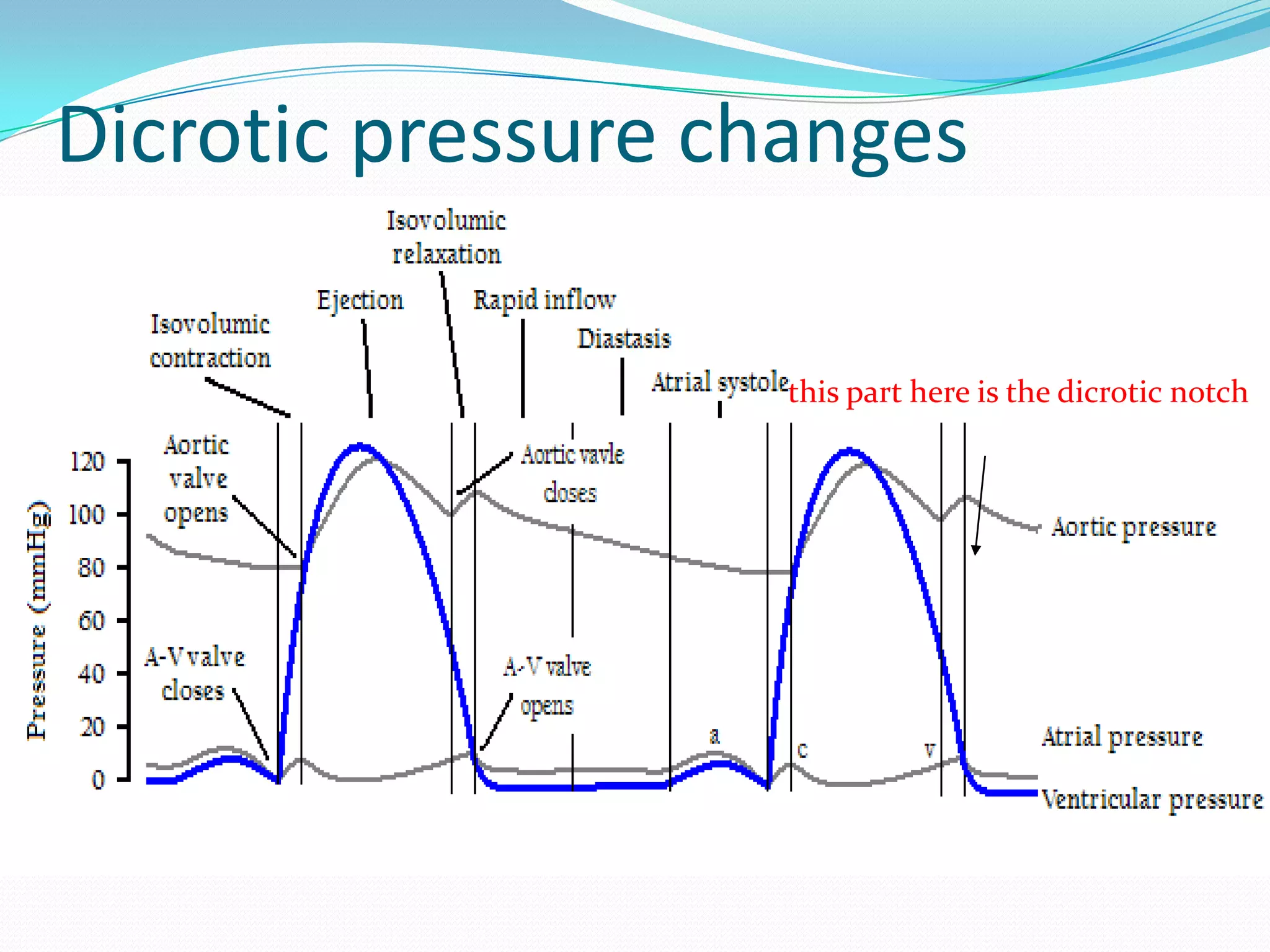 Dicrotic pressure changes
this part here is the dicrotic notch

 