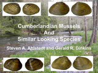Cumberlandian Mussels
               And
     Similar Looking Species
Steven A. Ahlstedt and Gerald R. Dinkins
 