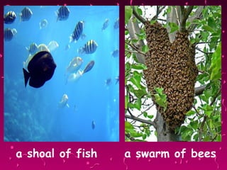 a shoal of fish  a swarm of bees 