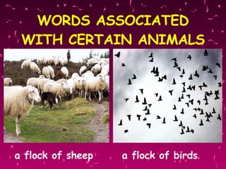 WORDS ASSOCIATED WITH CERTAIN ANIMALS a flock of sheep   a flock of birds  