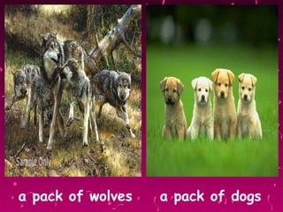 a pack of wolves  a pack of dogs 