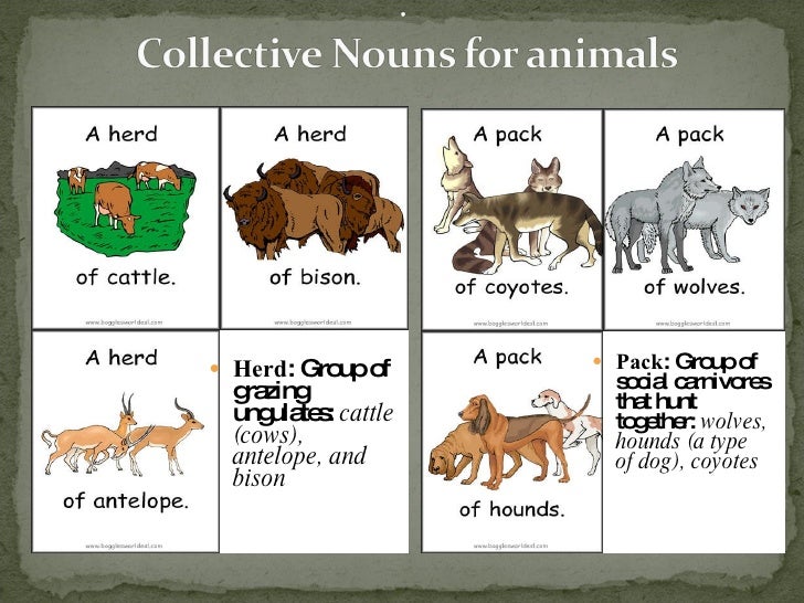 Collective nouns. Collective Nouns в английском языке. Collective Nouns for animals. Collective Nouns in English.