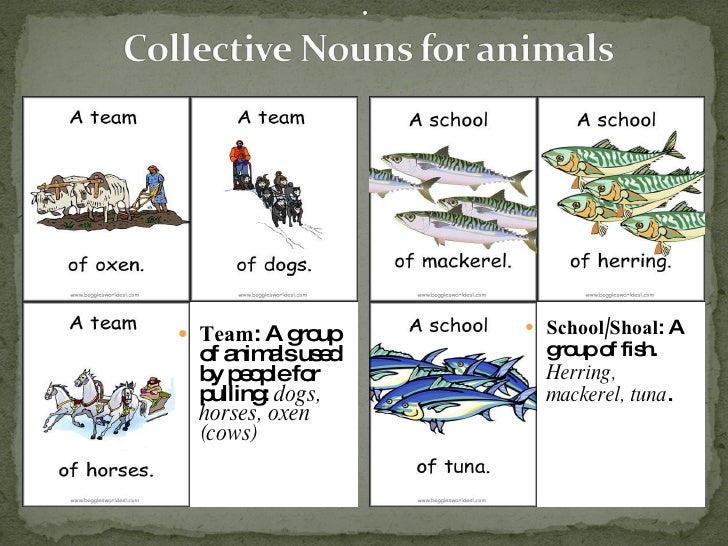 Collective Nouns