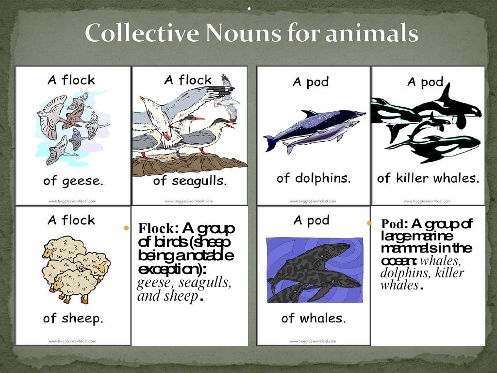 Collective nouns. Collective Nouns примеры. Collective Nouns for animals. Collective Nouns с переводом. Collective Nouns a School.