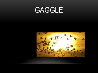 GAGGLE
 