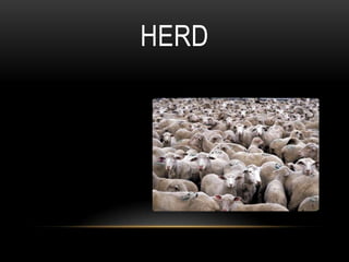 HERD
 