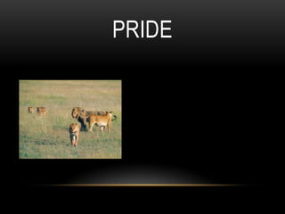 PRIDE
 