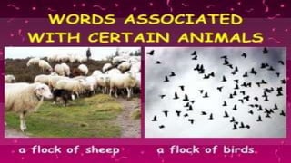 Collective nouns ppt | PPTX