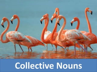 Collective Nouns
 