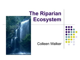 The Riparian Ecosystem Colleen Walker 