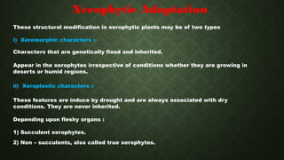 Xeromorphic Adaptations of Xerophytes. ppt presentation | PPTX
