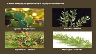 Adaptations of Xerophytes. ppt presentation | PPTX
