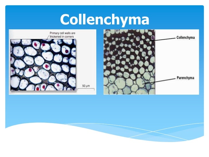 Collenchyma