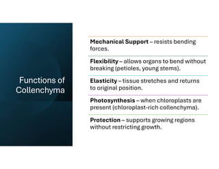 Functions of
Collenchyma
Mechanical Support – resists bending
forces.
Flexibility – allows organs to bend without
breaking (petioles, young stems).
Elasticity – tissue stretches and returns
to original position.
Photosynthesis – when chloroplasts are
present (chloroplast-rich collenchyma).
Protection – supports growing regions
without restricting growth.
 