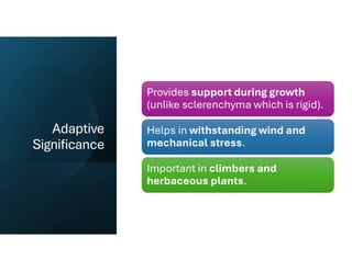 Adaptive
Significance
Provides support during growth
(unlike sclerenchyma which is rigid).
Helps in withstanding wind and
mechanical stress.
Important in climbers and
herbaceous plants.
 