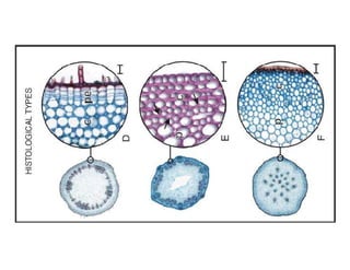 Collenchyma.pdf ooooooooooooooooooooooooo99