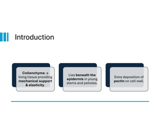 Introduction
Collenchyma: a
living tissue providing
mechanical support
& elasticity.
Lies beneath the
epidermis in young
stems and petioles.
Extra deposition of
pectin on cell wall.
 