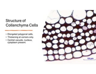 Structure of
Collenchyma Cells
• Elongated polygonal cells.
• Thickening at corners only.
• Central vacuole, nucleus,
cytoplasm present.
 