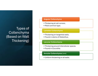 Types of
Collenchyma
(Based on Wall
Thickening)
• Thickening at cell corners.
• Most common type.
Angular Collenchyma
• Thickening on tangential walls.
• Found in stems of Helianthus.
Lamellar Collenchyma
• Thickening around intercellular spaces.
• Found in Cucurbita.
Lacunar Collenchyma
• Uniform thickening on all walls.
Annular Collenchyma (rare)
 