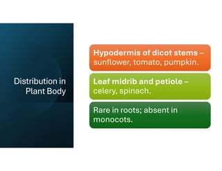 Distribution in
Plant Body
Hypodermis of dicot stems –
sunflower, tomato, pumpkin.
Leaf midrib and petiole –
celery, spinach.
Rare in roots; absent in
monocots.
 