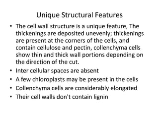 Unique Structural Features
• The cell wall structure is a unique feature, The
thickenings are deposited unevenly; thickenings
are present at the corners of the cells, and
contain cellulose and pectin, collenchyma cells
show thin and thick wall portions depending on
the direction of the cut.
• Inter cellular spaces are absent
• A few chloroplasts may be present in the cells
• Collenchyma cells are considerably elongated
• Their cell walls don't contain lignin
 