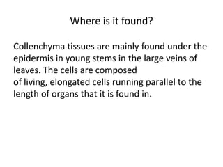 Where is it found?
Collenchyma tissues are mainly found under the
epidermis in young stems in the large veins of
leaves. The cells are composed
of living, elongated cells running parallel to the
length of organs that it is found in.
 