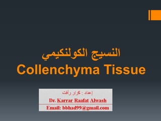 ‫الكولنكيمي‬ ‫النسيج‬
Collenchyma Tissue
 