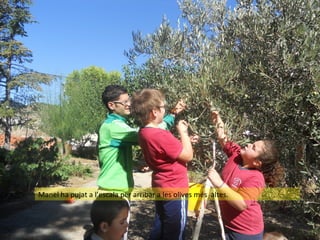 Manel ha pujat a l’escala per arribar a les olives més altes.

 