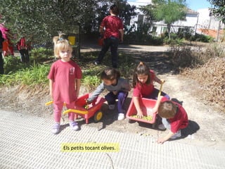Els petits tocant olives.

 