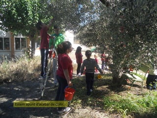 Estem apunt d'acabar de collir.

 