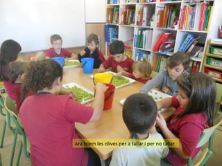 Ara triem les olives per a tallar i per no tallar

 
