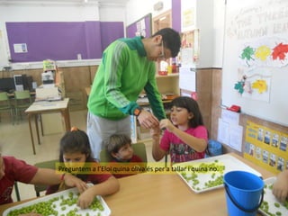 Preguntem a l’Eloi quina oliva és per a tallar i quina no.

 