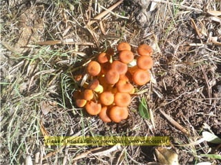 El que hi havia a l’oliver eren bolets, però verinosos!!!

 