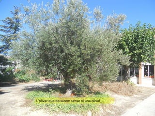 L’oliver que deixarem sense ni una oliva!

 