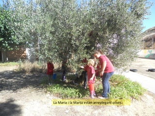 La Maria i la Marta estan arreplegant olives.

 