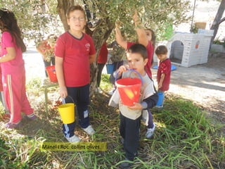 Manel i Roc collint olives.

 