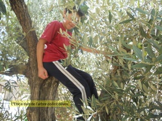 L’Eric a dalt de l'arbre collint olives.

 